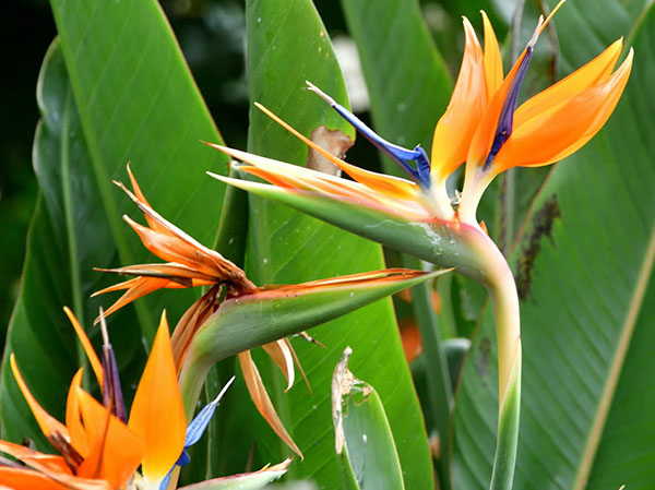birds of paradise