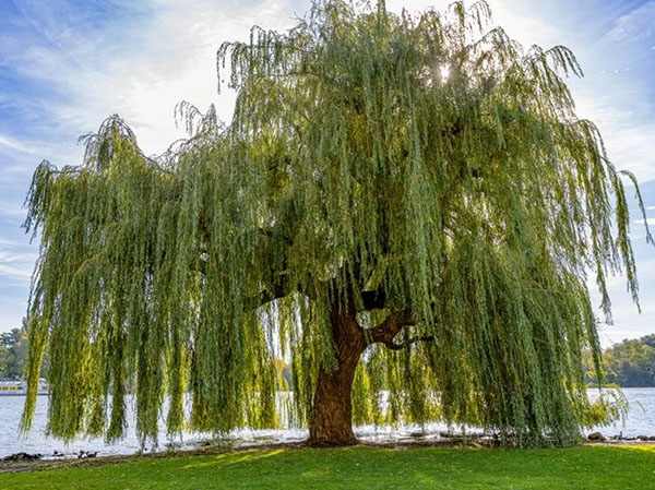 weeping willow tree