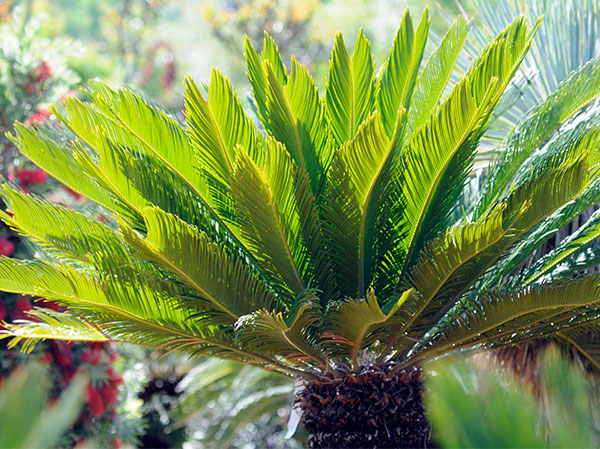 sago palm