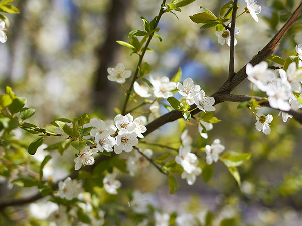 tree flowers