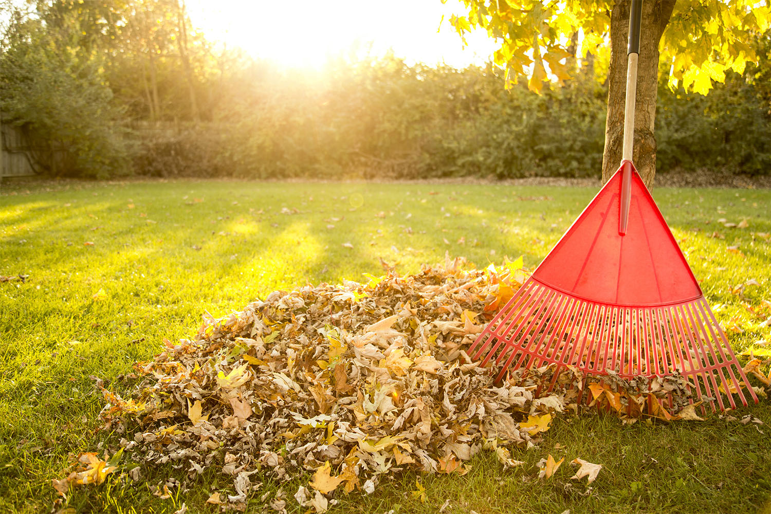 raking the fallen autumn leaves in the yard